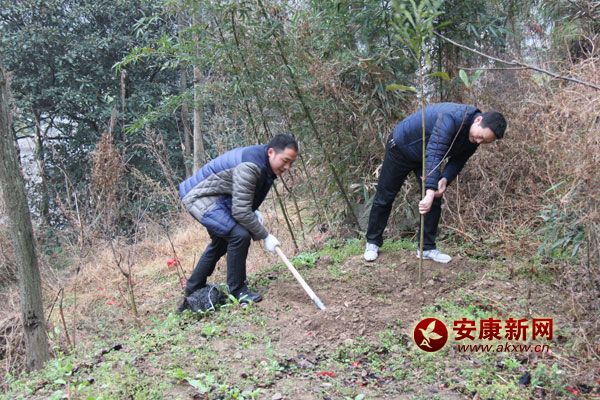 3��11�գ����޿hֱ�C�P300���˅����x��ֲ���ӣ�������ֲ���˘�1400�á�ԓ�hӋ������G������6.2�f�������д�����