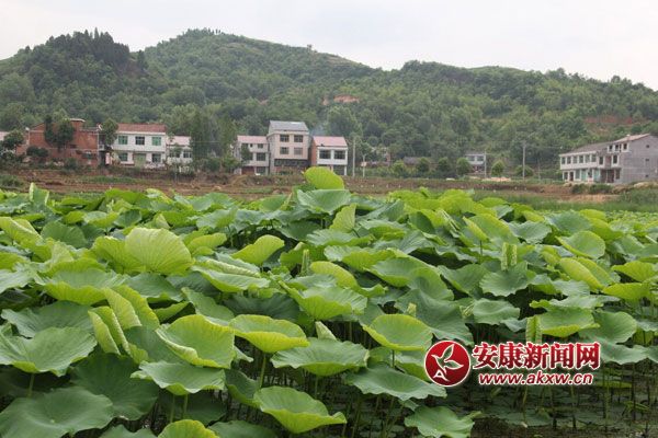 �h��p��悃A�����������l��