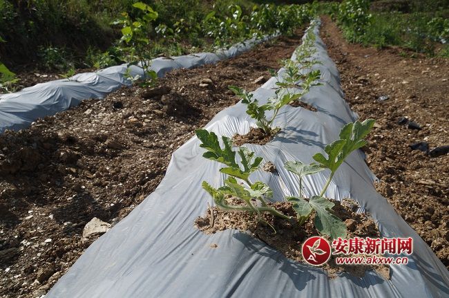 ��һ������L��ϲ�ˣ��Y���ֽ�B���@��һ�N�� �����۵ă�(y��u)�|(zh��)����Ʒ�N��Ŀǰ�Ј�ϡȱ���ۃr(ji��)����(hu��)������ͨƷ�N���ϡ�.JPG