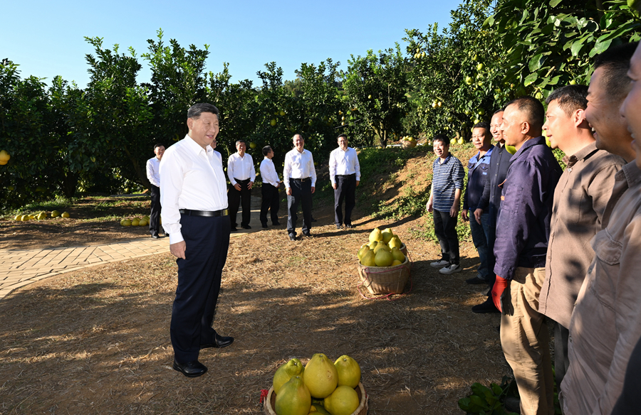 2025年11月7日，習近平總書記在梅州市梅縣區雁洋鎮南福金柚種植基地考察時，同果農和農技人員親切交流。