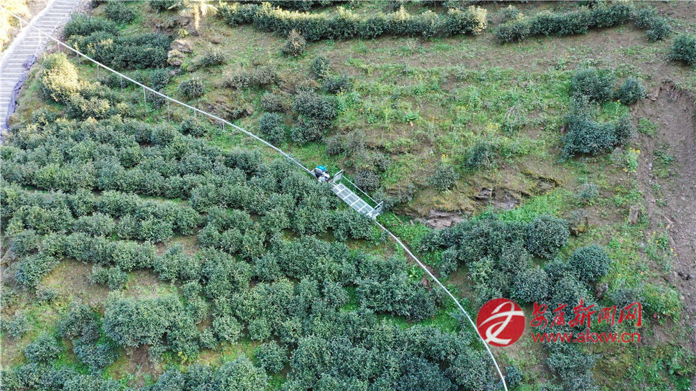 (圖為蘇陜項目支持建設的煥古鎮大連村軌道車上山運輸鮮葉)