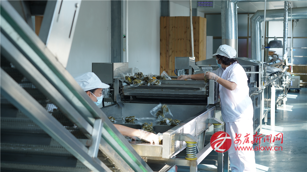 (圖為紫陽縣煥古鎮大連村撩酸菜清潔化加工生產車間)