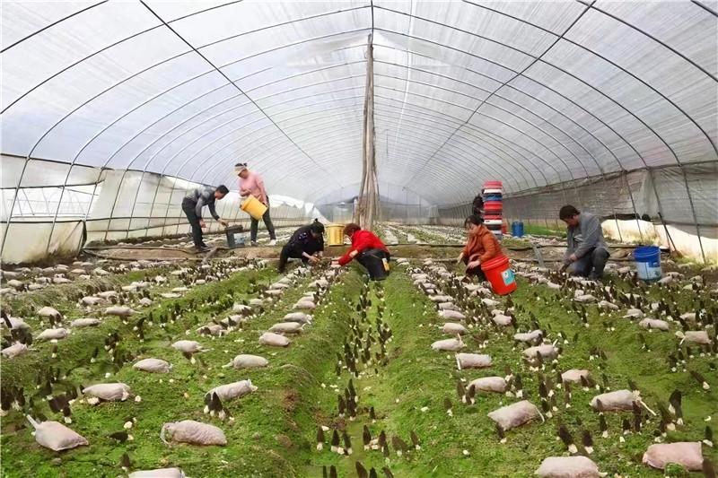 如今,羊肚菌產業已成為太平村村民增收致富的主要來源。(資料圖片)