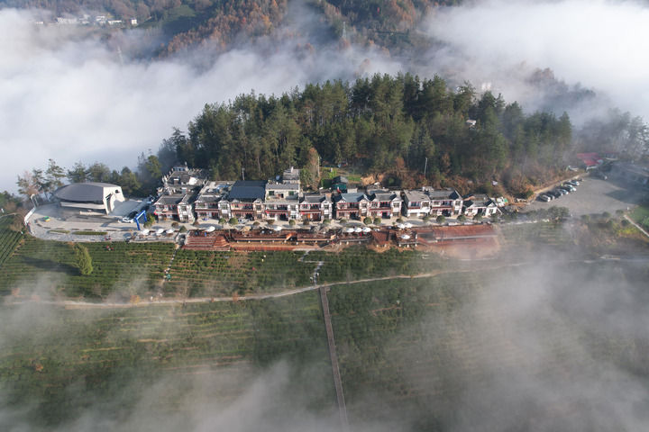 安康市紫陽(yáng)縣向陽(yáng)鎮(zhèn)營(yíng)梁村茶山景色(資料照片)。