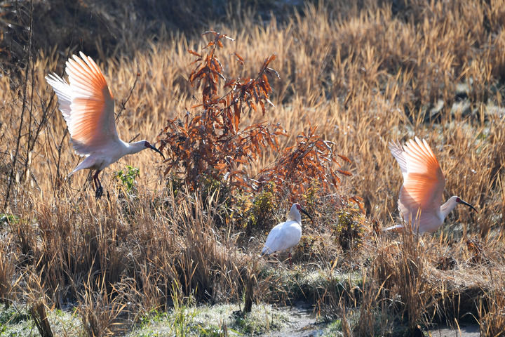 朱鹮在安康市石泉縣絲銀壩村草池灣的稻田內(nèi)覓食(資料照片)。